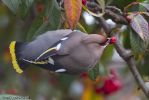 Waxwing-1~0.jpg