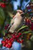 Waxwing-1~1.jpg