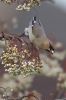 Waxwing-2.jpg