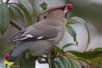 Filename=Waxwing-2~0.jpg
Filesize=121KiB
Dimensions=700x467
Date added=Jan 20, 2011 Waxwing-2~0.jpg