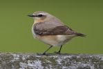 Wheatear-2678.jpg