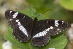 White_Admiral-1215.jpg