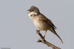 Whitethroat-1.jpg