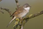 Whitethroat-2281.jpg