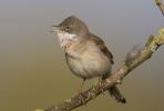 Whitethroat-2305.jpg