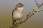 Whitethroat-2306.jpg