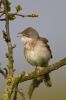 Whitethroat-2363.jpg