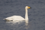 Whooper-2.jpg