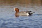 Wigeon-1.jpg