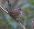 Wren-4811.jpg