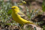 Yellow_Wag-1~0.jpg