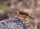 Yellow_Wagtail-1.jpg