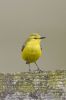 Yellow_Wagtail-2183.jpg