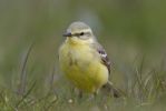 Yellow_Wagtail-2184.jpg