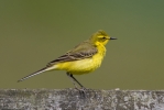 Yellow_wag-1.jpg