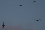 Buzzards_016w.jpg