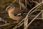 CHAFFINCH_193w.jpg