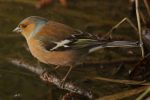 CHAFFINCH_206w.jpg