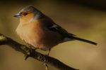 CHAFFINCH_209w.jpg