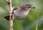 Chiffchaff_feeding_w1.jpg