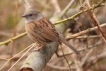 Dunnock.jpg