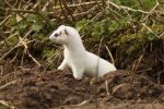 Ermine_07-03-09_228w.jpg