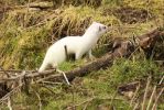 Ermine_07-03-09_242w~0.jpg