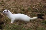 Ermine_07-03-09_279w.jpg