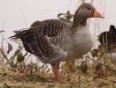 Greylag_Goose15-02-09_072w.jpg