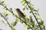 Reed_Warbler_(101)w.jpg