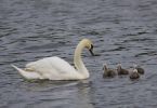 SWAN,family_w.jpg