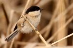 WILLOW_TIT1w.jpg