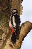 WOOD_PECKER_050w.jpg