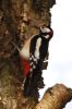 WOOD_PECKER_053w.jpg