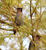 Waxwing_c1w.jpg