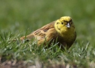 YellowHammer_101web1.jpg