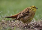 YellowHammer_247web1.jpg