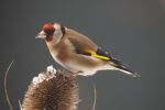 goldfinch_on_teasel_09-02-09_018a.jpg