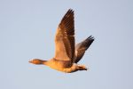 greylag_in_flight_008w.jpg