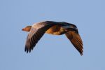 greylag_in_flight_012w.jpg