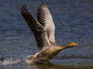 greylag_takeoff_w.jpg