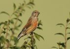 linnet_web.jpg