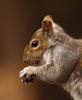 squirrel_NP4w.jpg