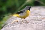 Grey_Wagtail2.jpg