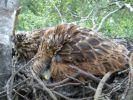 Filename=Red_Kite_chicks.jpg
Filesize=113KiB
Dimensions=640x480
Date added=Jun 13, 2009 Red_Kite_chicks.jpg