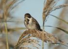 Filename=comp-Reed_Bunting.jpg
Filesize=55KiB
Dimensions=448x319
Date added=Nov 15, 2010 comp-Reed_Bunting.jpg