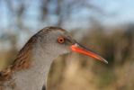 Filename=comp-Water_Rail.jpg
Filesize=50KiB
Dimensions=448x300
Date added=Nov 15, 2010 comp-Water_Rail.jpg