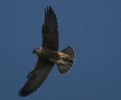 Filename=flight-juv.jpg
Filesize=108KiB
Dimensions=693x571
Date added=Jun 26, 2010 flight-juv.jpg
