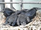 Filename=raven5.jpg
Filesize=92KiB
Dimensions=410x307
Date added=Apr 28, 2010 raven5.jpg