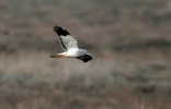 Filename=8.jpg
Filesize=126KiB
Dimensions=700x447
Date added=Mar 22, 2011 8.jpg